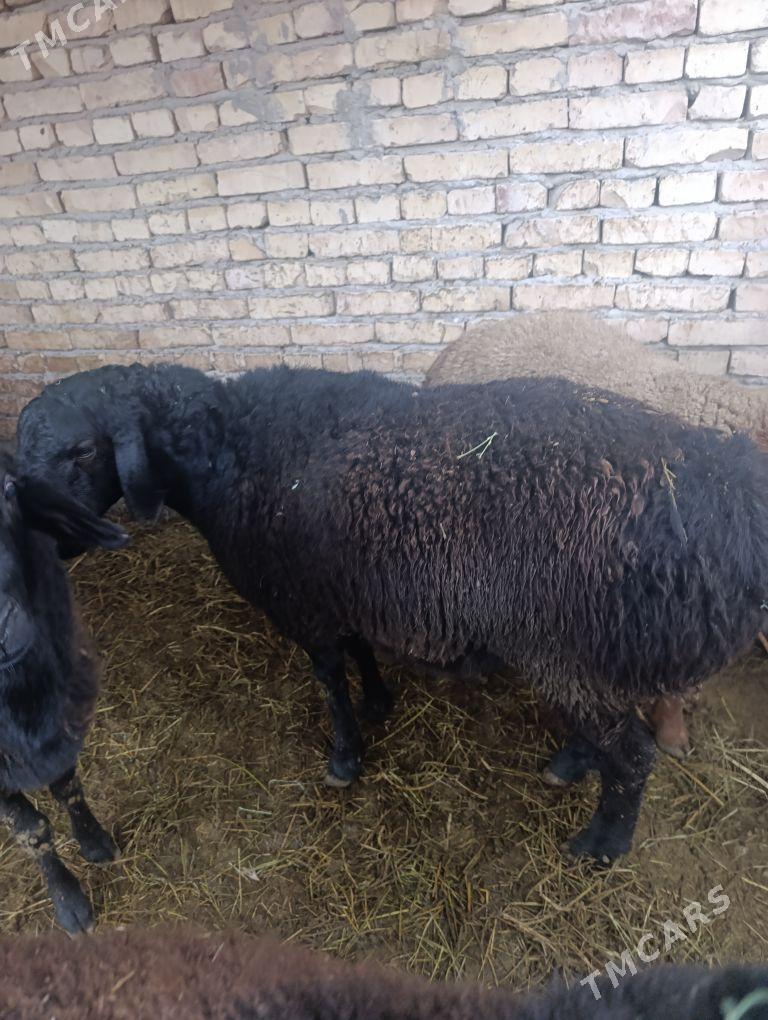 Goc - Çärjew - img 1