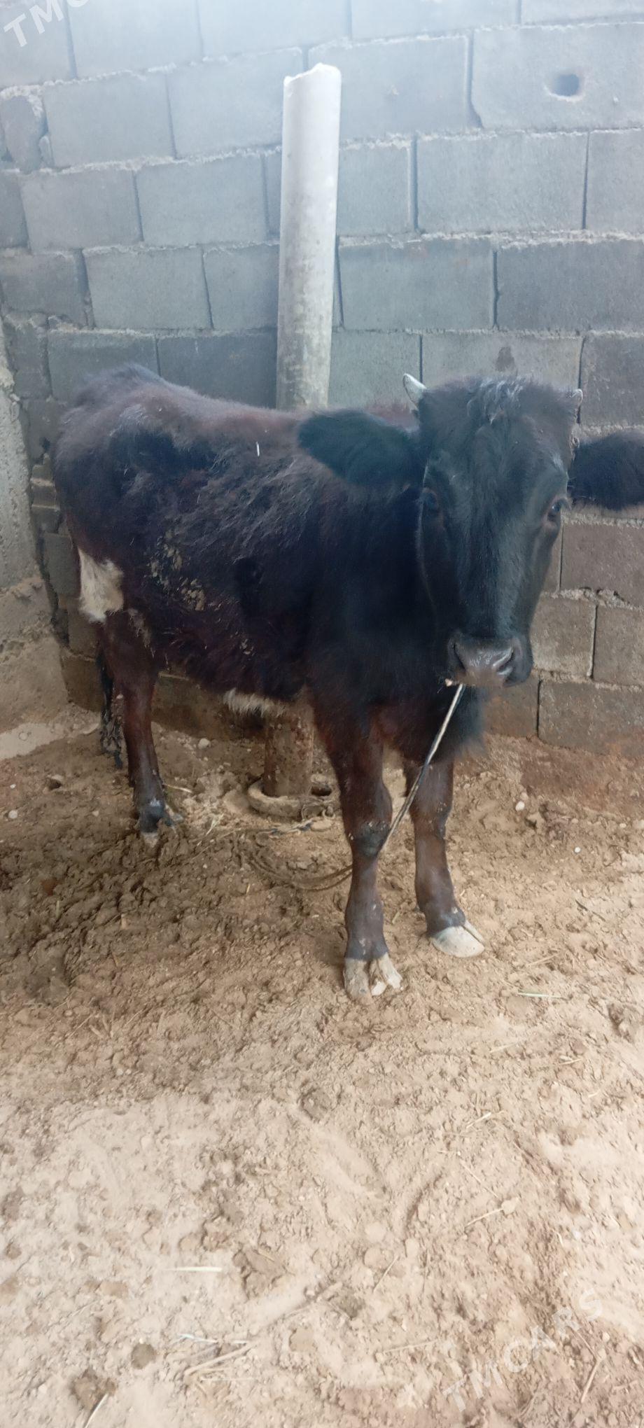 tuwe - Herrikgala - img 1