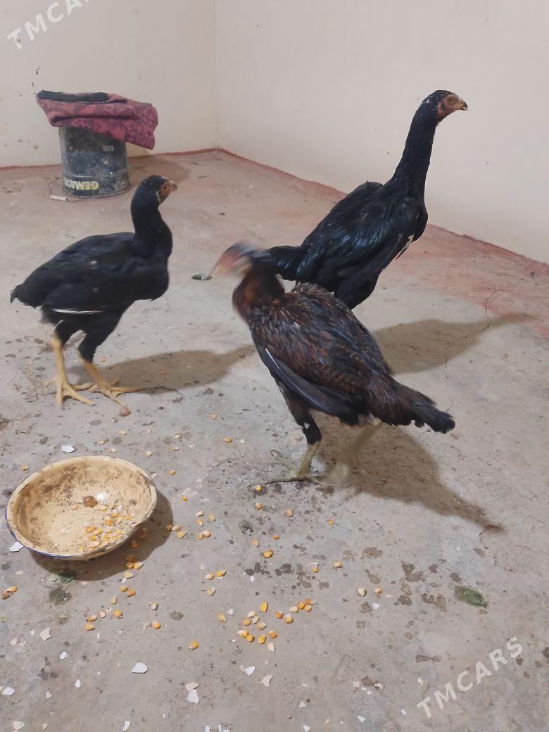 bayes horaz - Мары - img 1