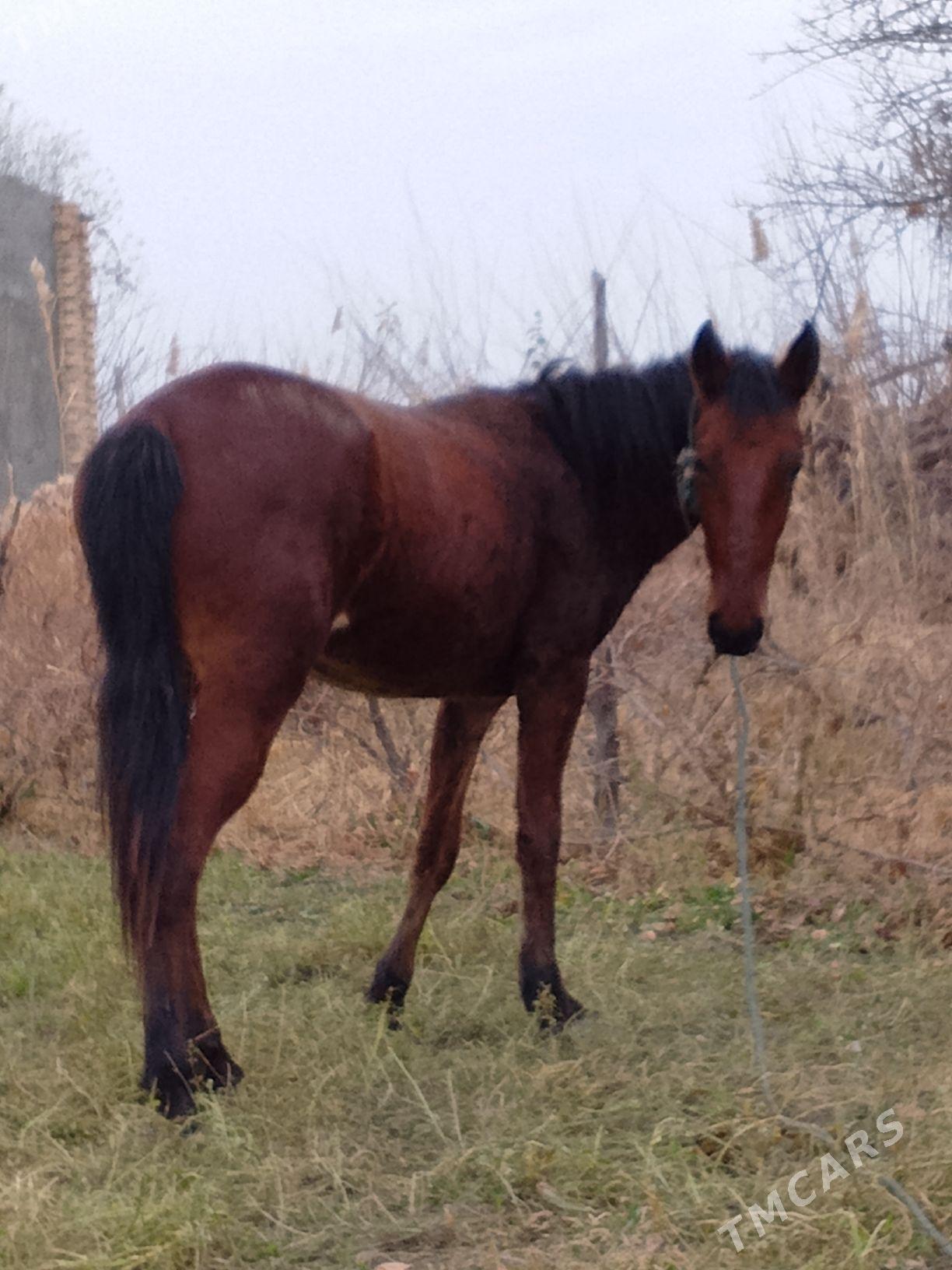 at - Сакар - img 1