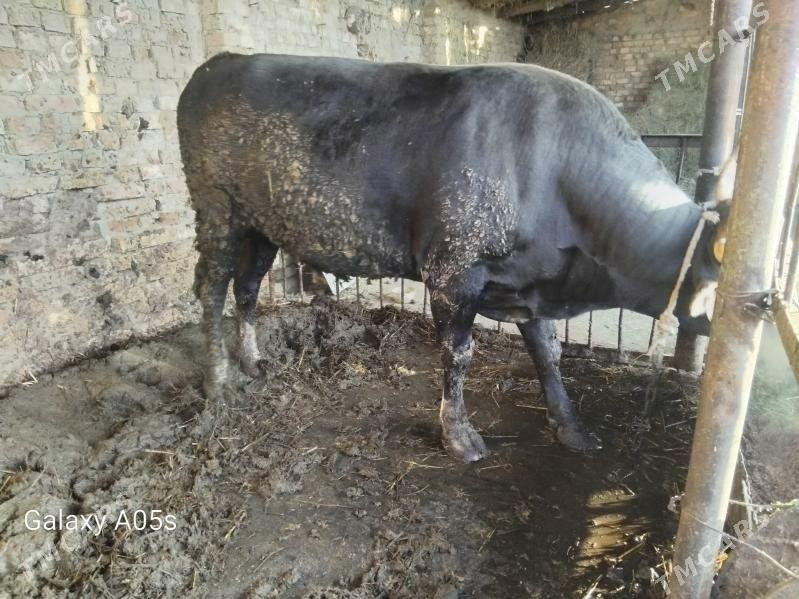 Oküz - Ак-Бугдайский этрап - img 1