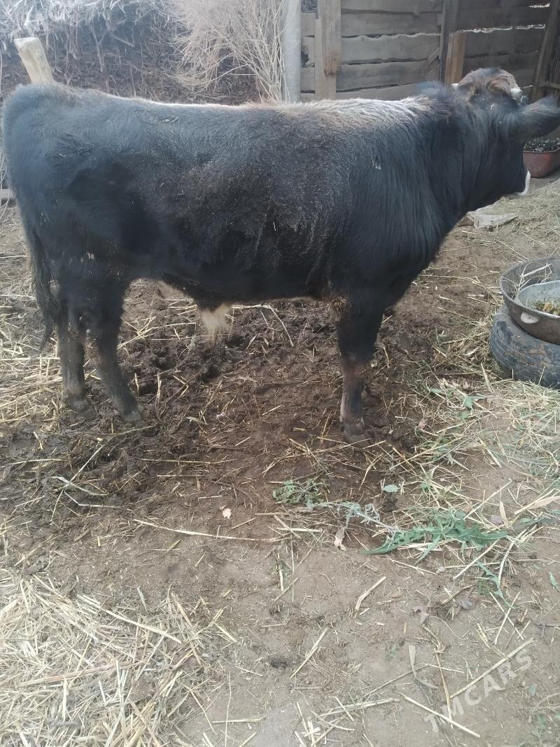 Tohum öküz - Теджен - img 1