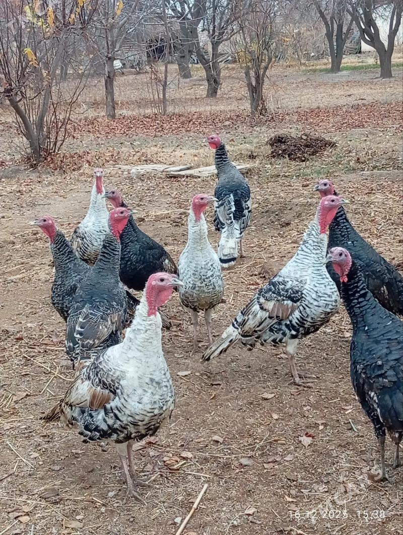 Induk - Саят - img 1