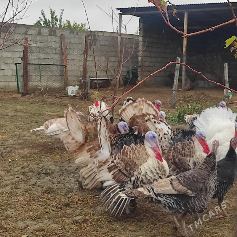 İNDUK - Gökdepe - img 1