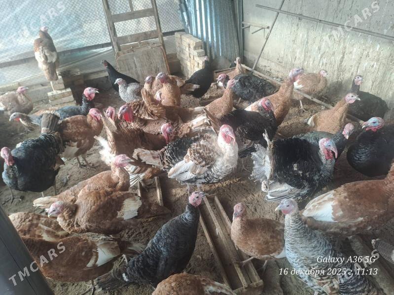 induklar - Mary - img 1