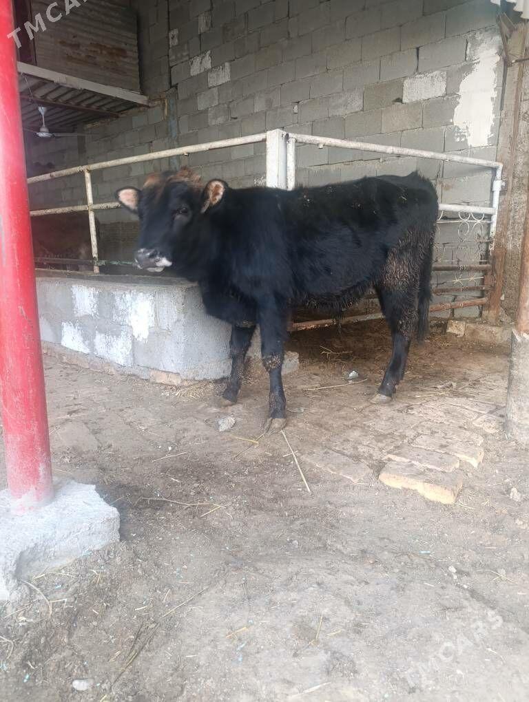 ÖKUZ - Büzmeýin - img 1