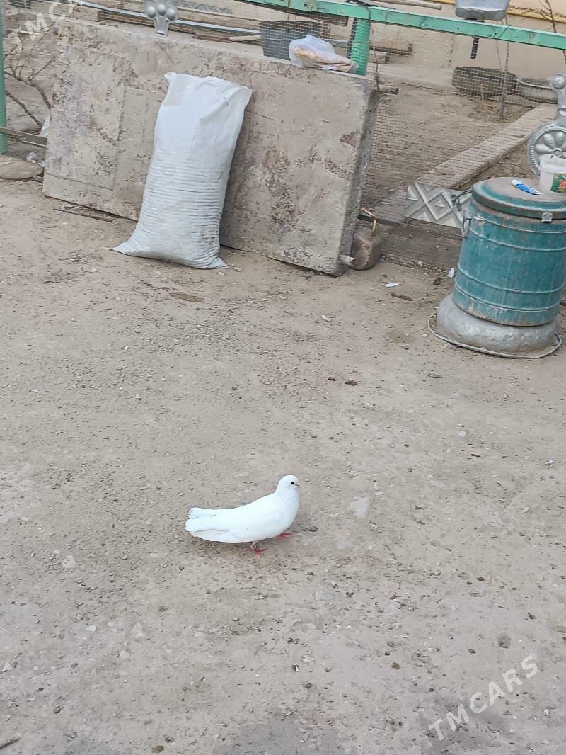 kepderi - Balkanabat - img 1