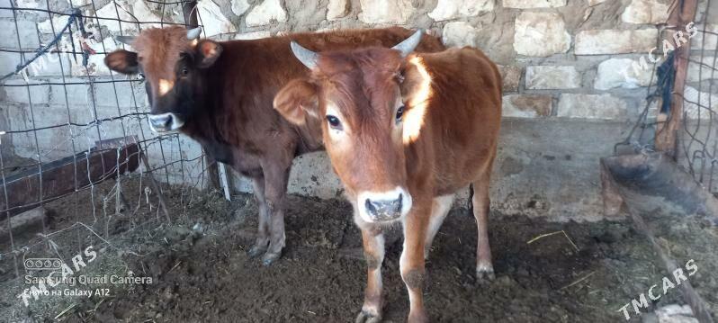 2 yas tuwe - Gumdag - img 1