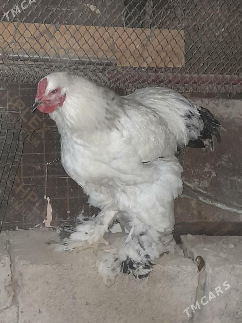 Brama horaz - Ашхабад - img 1