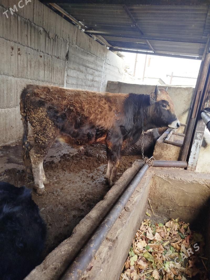 okuz - Гёкдже - img 1