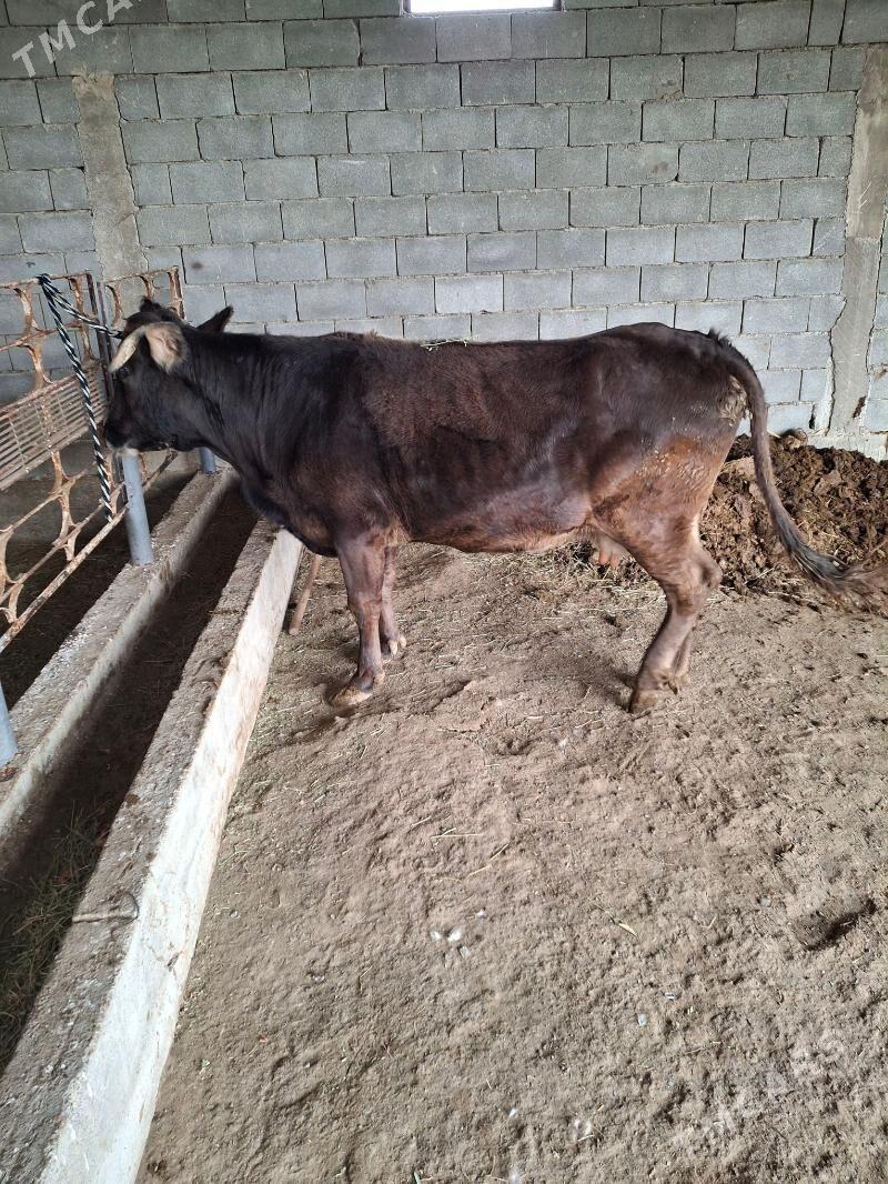 bakylan sygyr - Гёкдепе - img 1