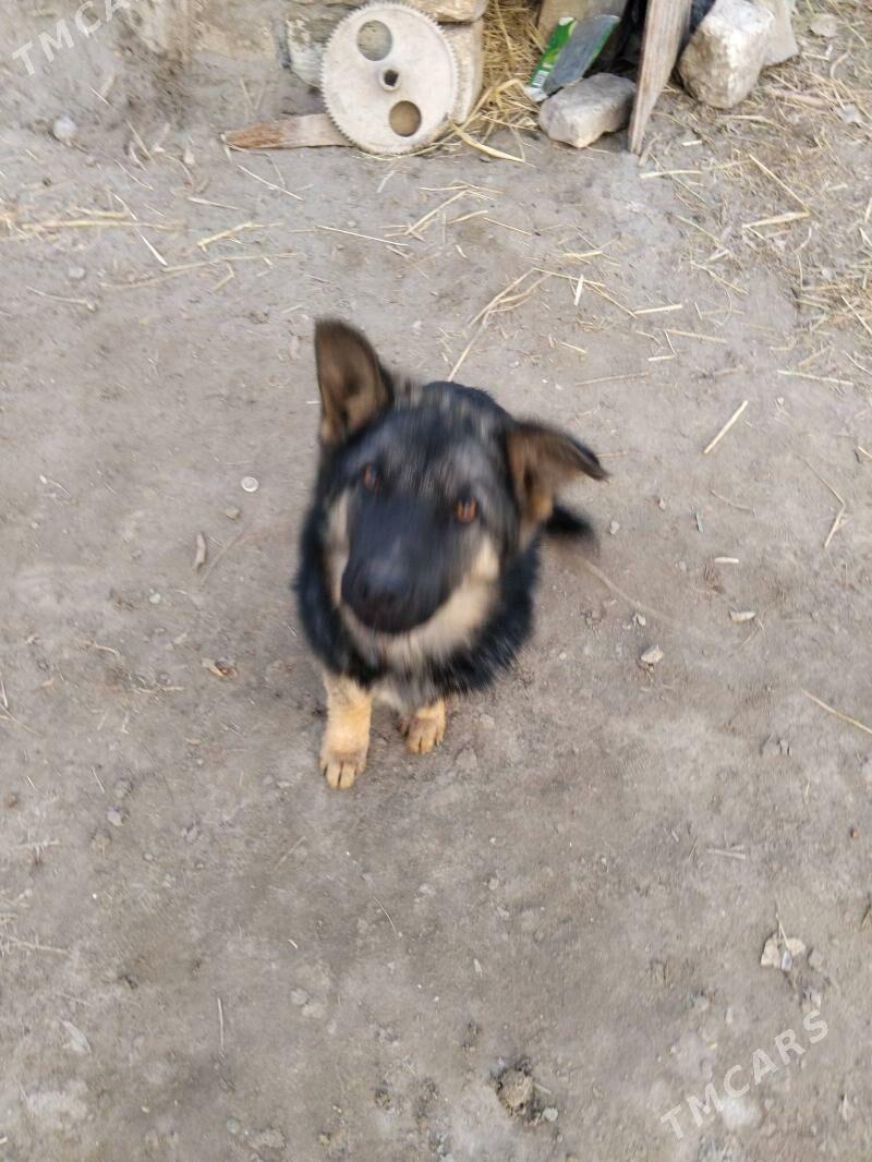 Рекс - Gubadag - img 1