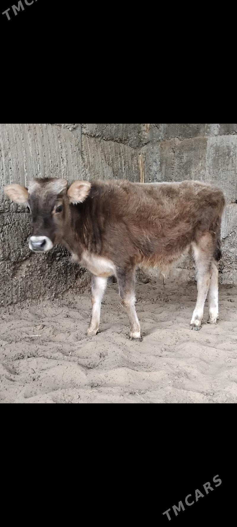 ŠWES OKUZ - Бузмеин - img 1