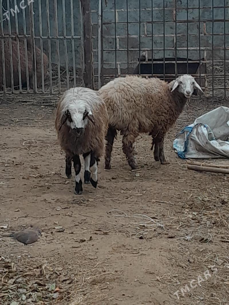 tokly - Änew - img 1