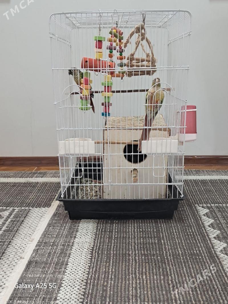 popugay pirrura - Aşgabat - img 1