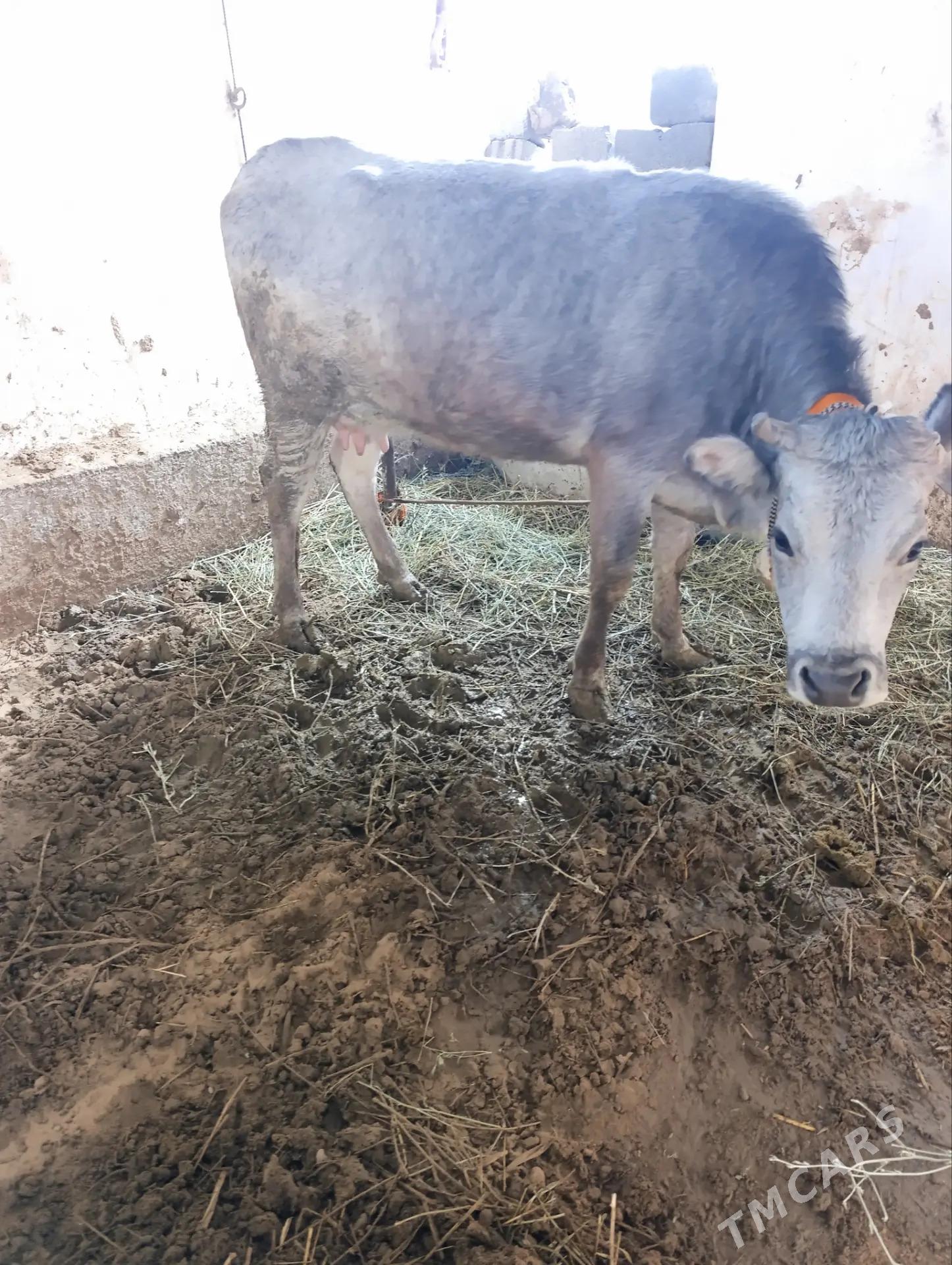 Göleli sygyr - Gökdepe - img 1