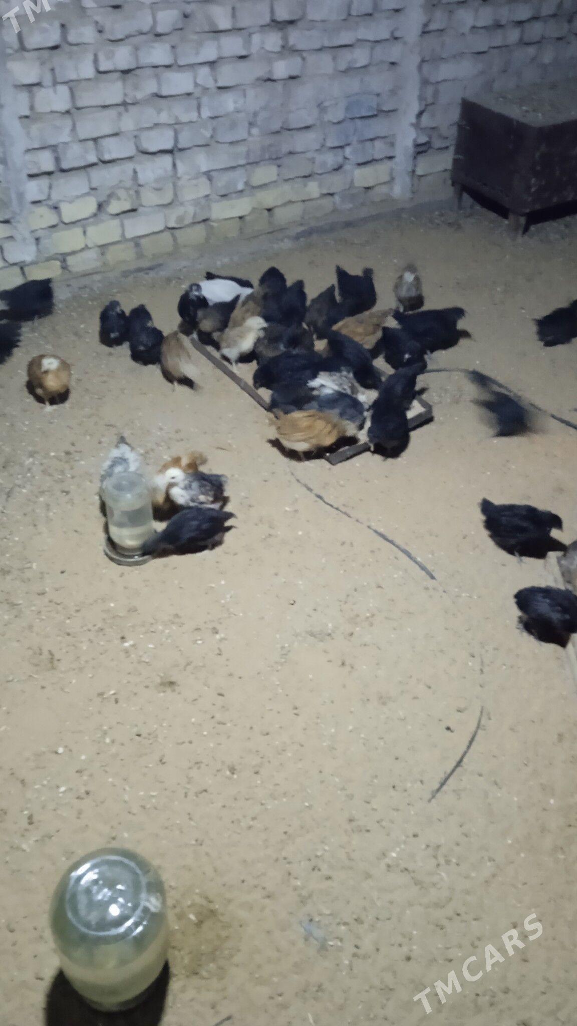 juyje - Мургап - img 1