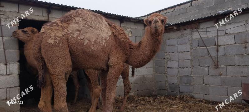 ogsik - Бахарден - img 1