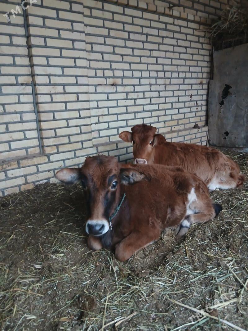 Goleler - Mary - img 1