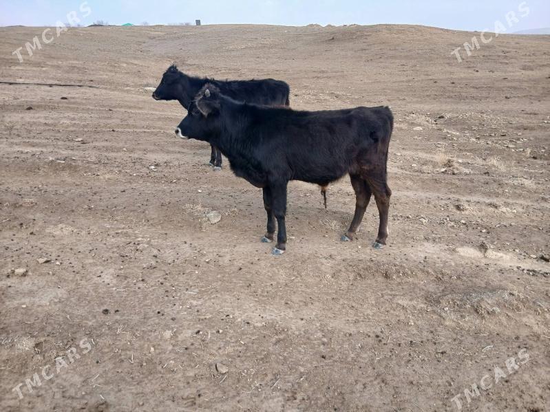 okuz - Гызыларбат - img 1