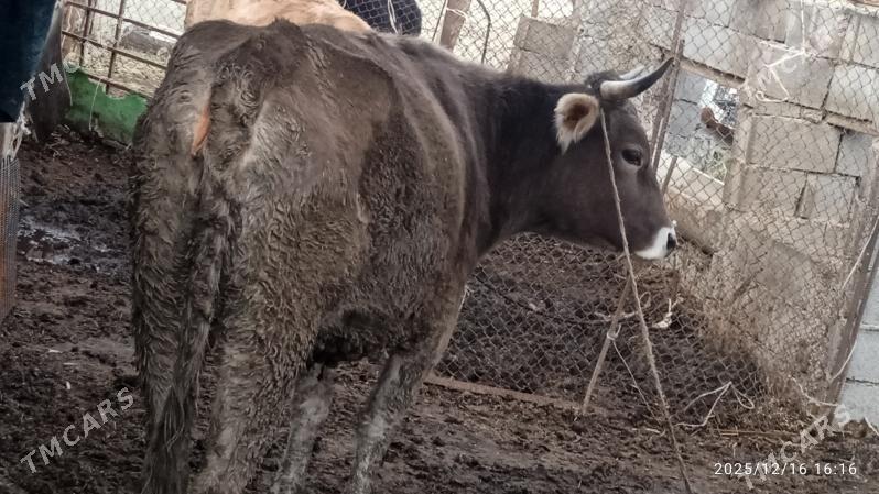 sygyr,tuwe - Bäherden - img 1