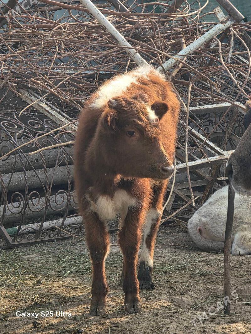 okuz - Gökje - img 1