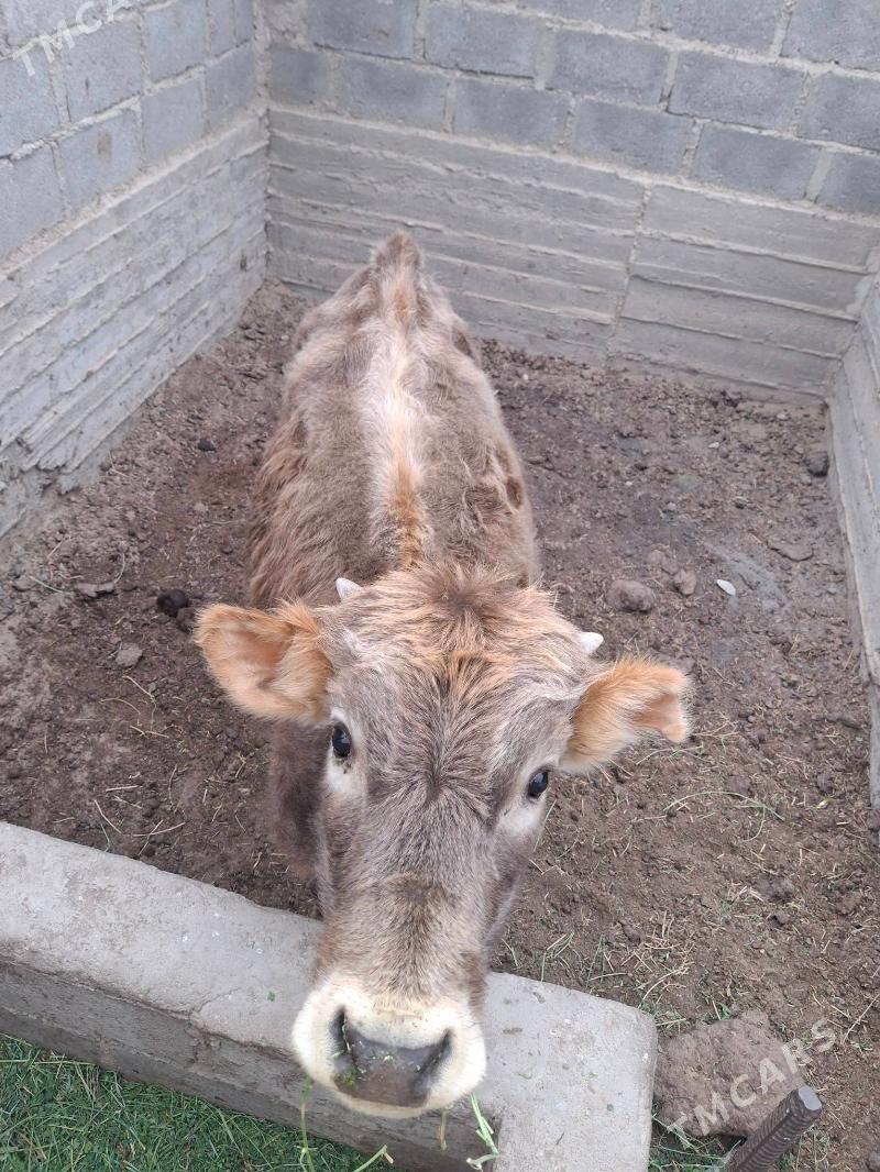 öküz - Gumdag - img 1