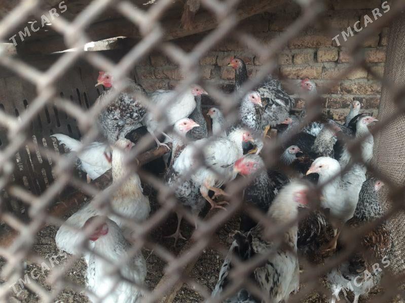 гигант товуклар хоразлар - Çärjew - img 1