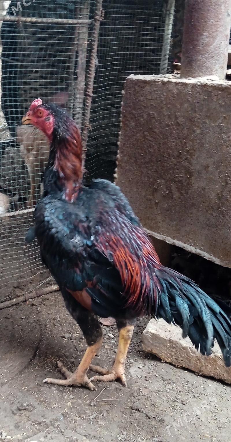 Baysok juje - Чарджоу - img 1