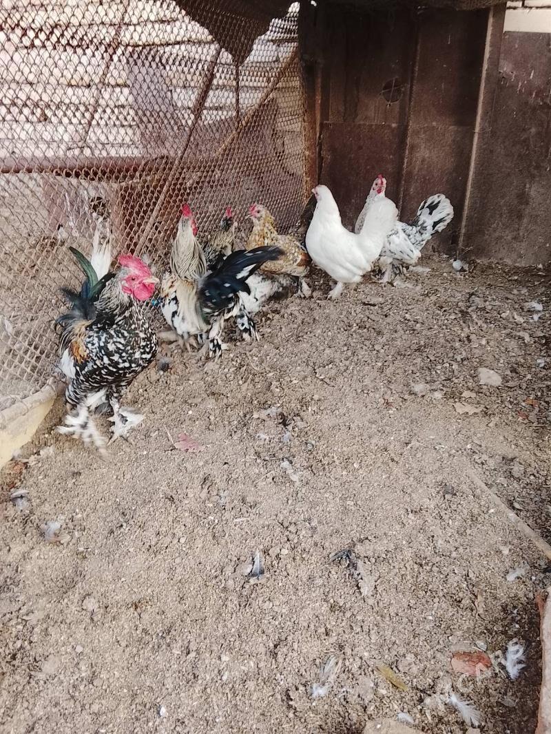 karlik - Çärjew - img 1