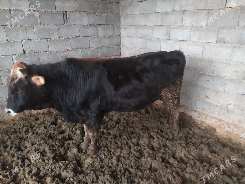 Okuz - Aşgabat - img 1