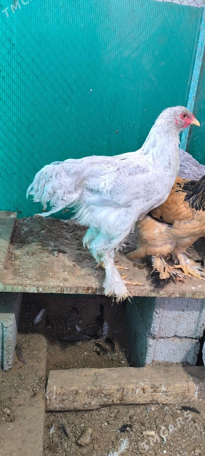 brama - Aşgabat - img 1