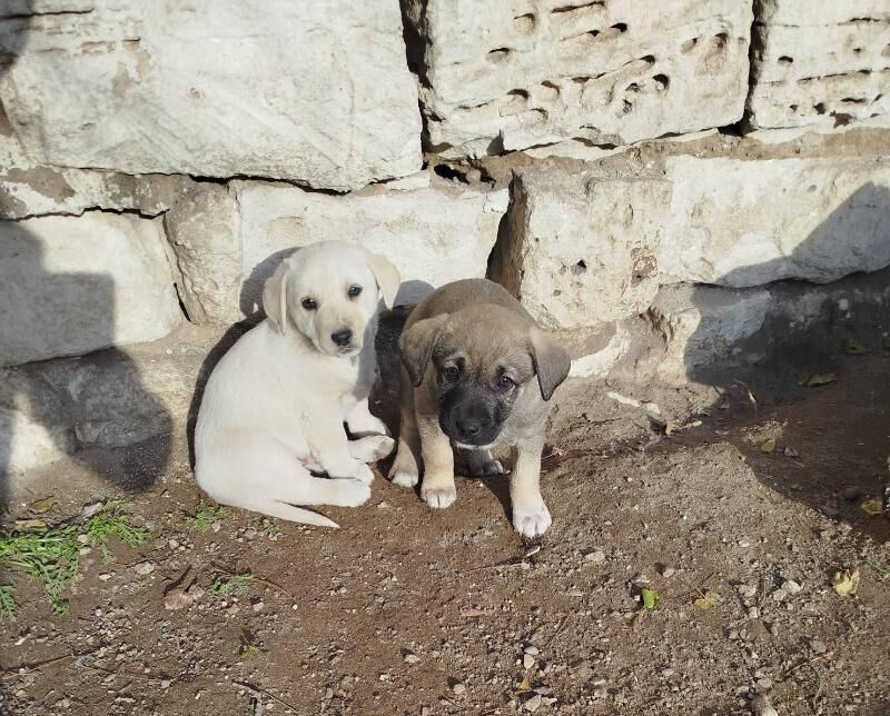 отдам - Туркменбаши - img 1