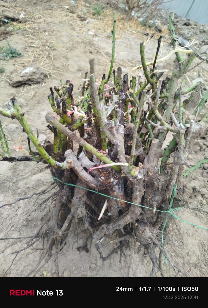 Gul nahal - Çärjew - img 1