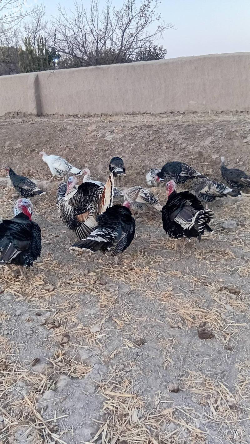 induk - Şabat etr. - img 1