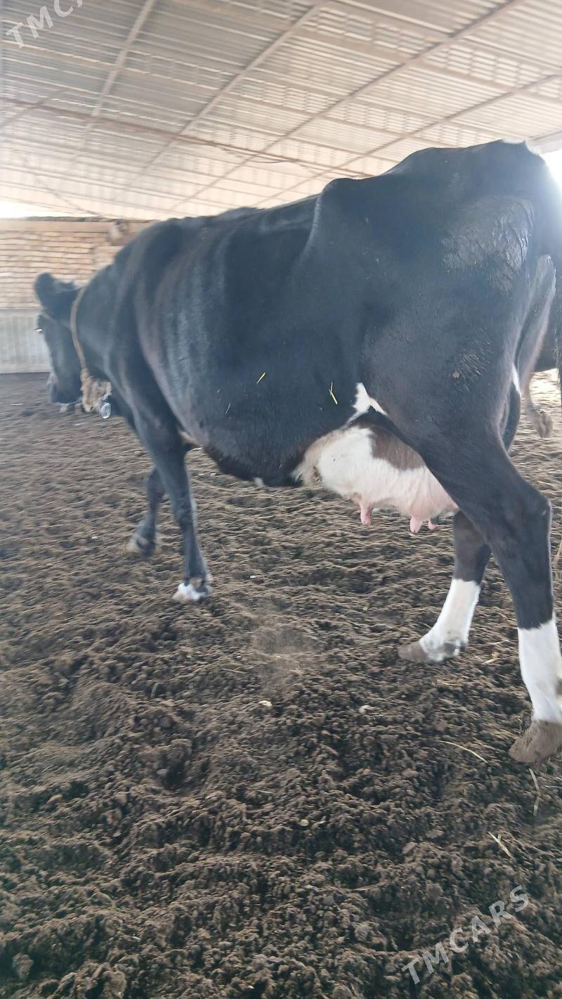 goleli sygyr - Änew - img 1