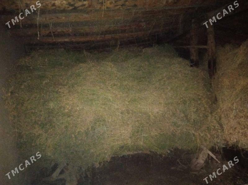 ЙОРУНЖА БЕДЕ АРАСА - Dänew - img 1