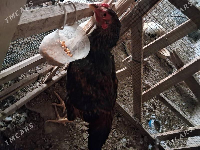 baysok horaz - Чарджоу - img 1