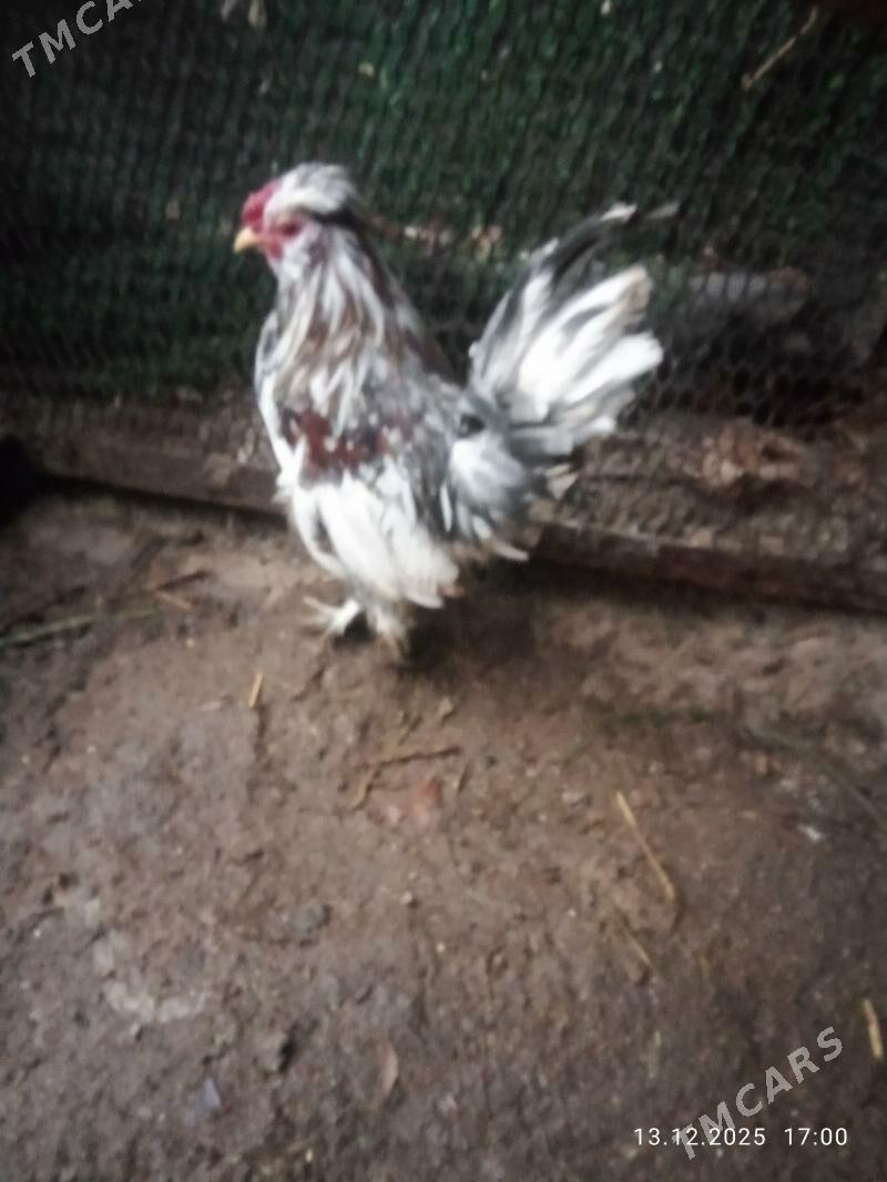 karlik yllaşyk bar - Türkmenabat - img 1