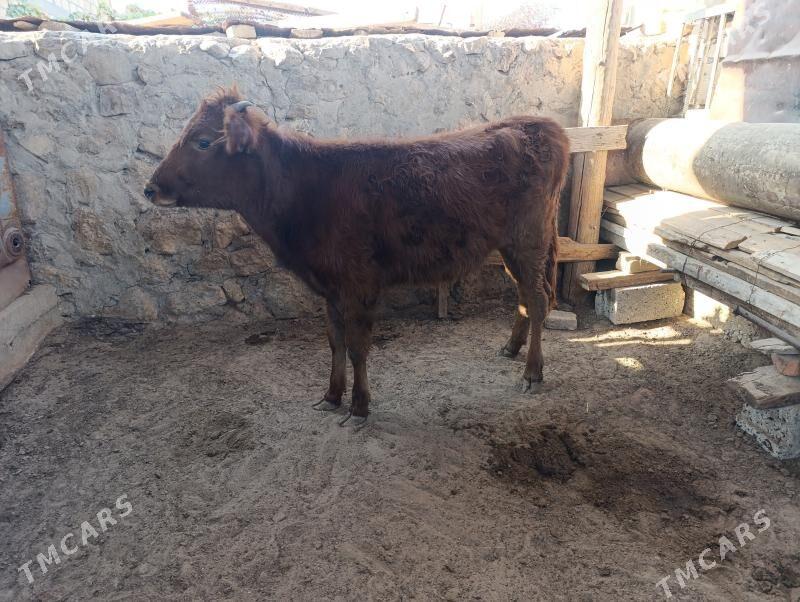 gaçar - Jebel - img 1