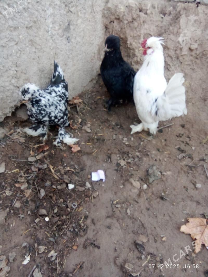 karlik 1san. karlik yllaşyk ba - Türkmenabat - img 1