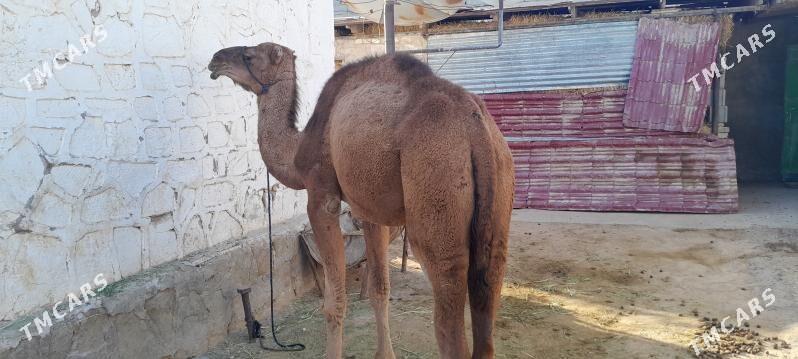 Duye - Гызыларбат - img 1