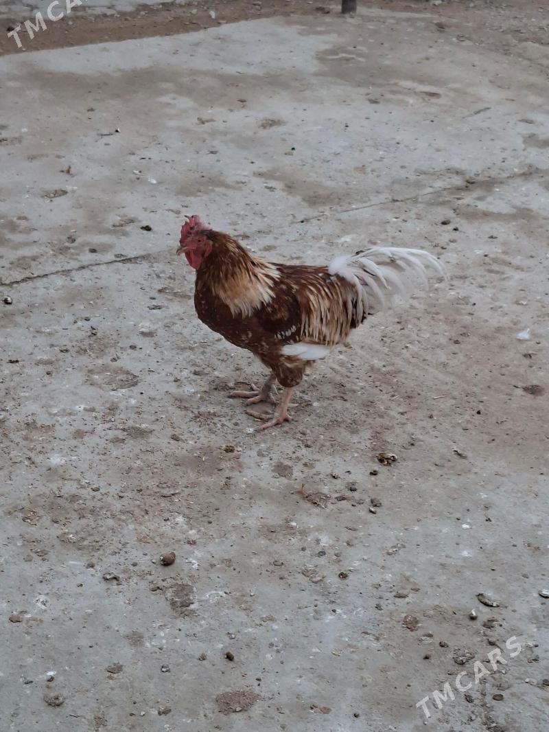 horaz - Балканабат - img 1