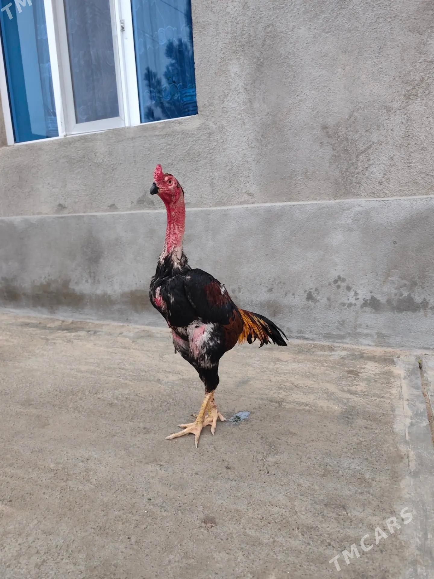 taskent - Бахарден - img 1