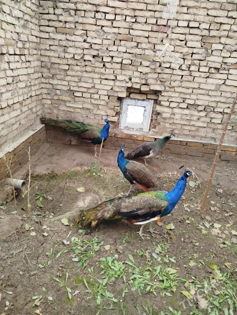 tawus guş - Halaç - img 1