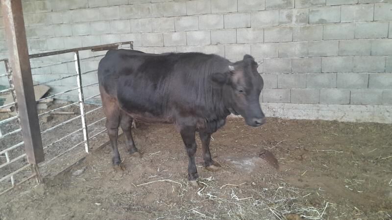 tuwe baklan - Aşgabat - img 1