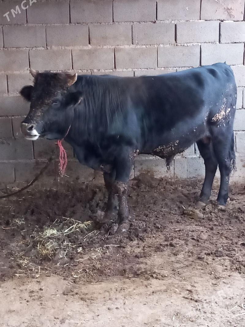 Öküz - Sarahs - img 1