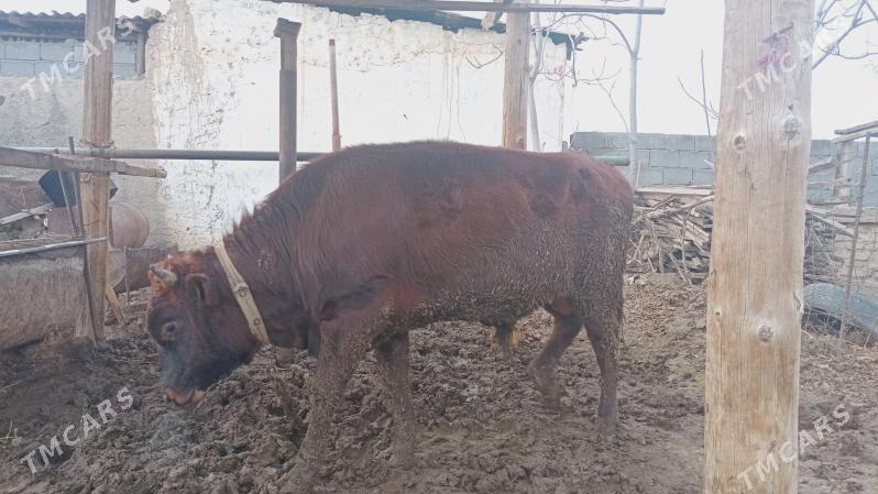 öküz - Гёкдепе - img 1