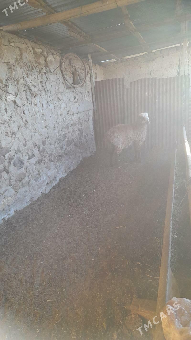 tokly - Gyzylarbat - img 1