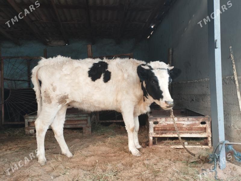 Sygyr - Änew - img 1